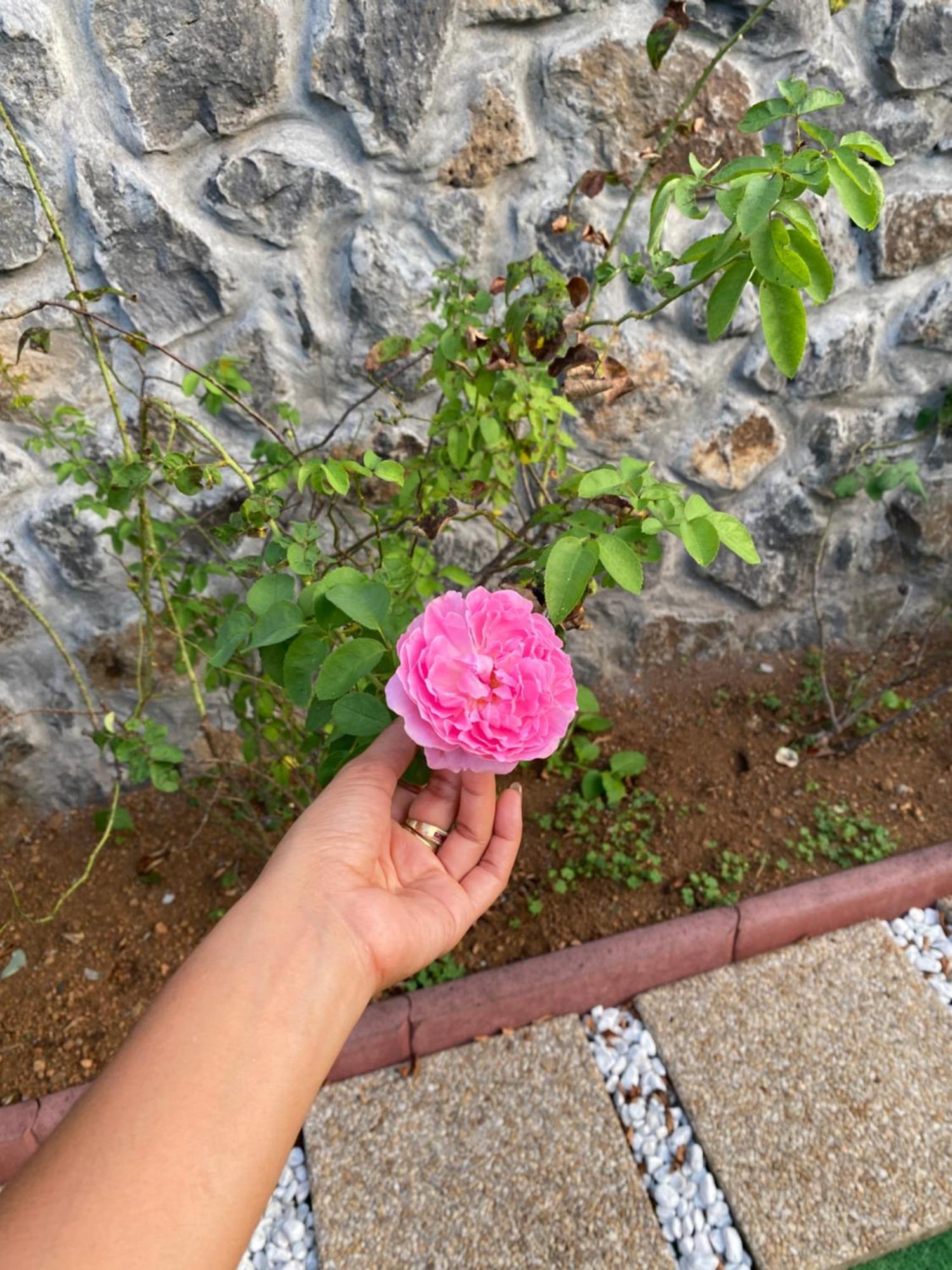 Villa Des Grenadelles Saint-Paul المظهر الخارجي الصورة